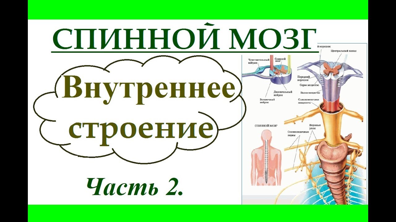 Рабочая тетрадь по биологии 8 класс