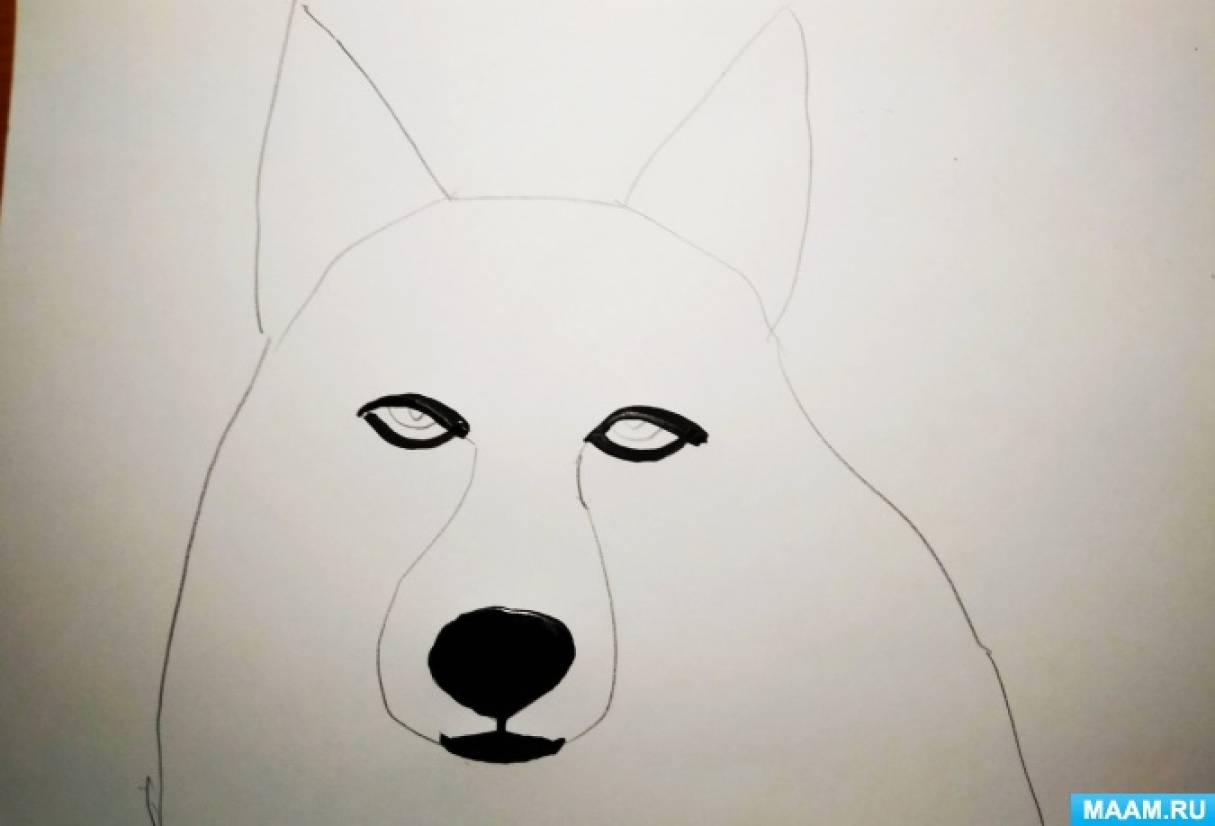 How to draw a face of a wolf with a pencil. A detailed lesson