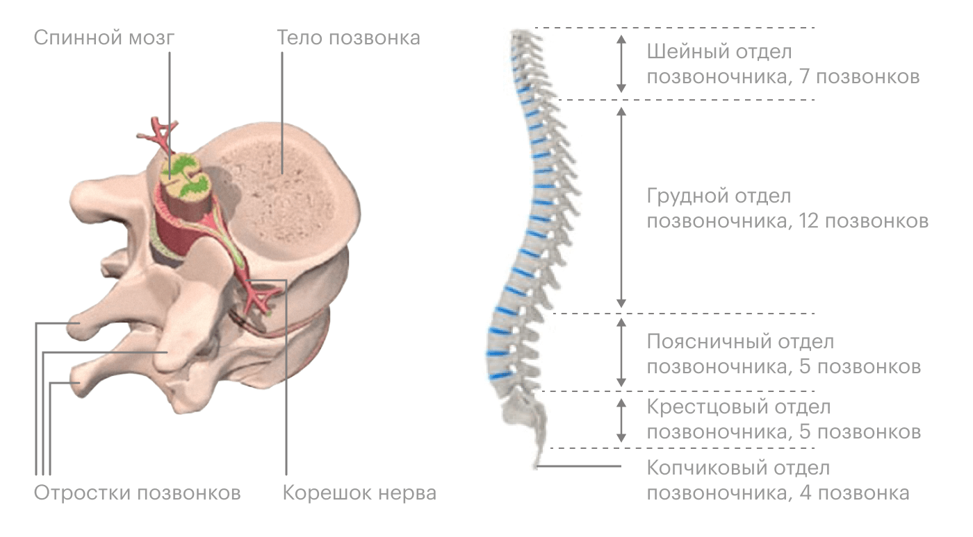 Онтогенез позвоночника | Meddoc