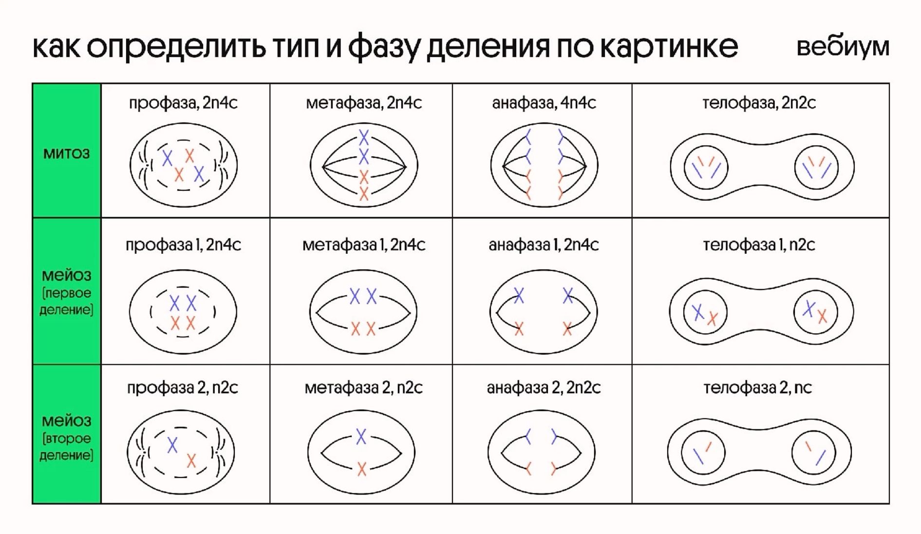 Биология. 3 занятие | PDF