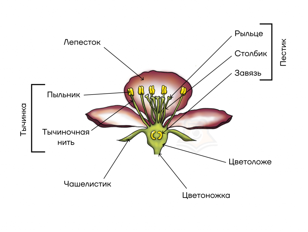 . Отдел Spermatophyta