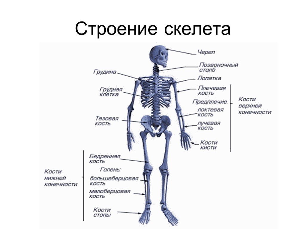 3. Наши главные кости