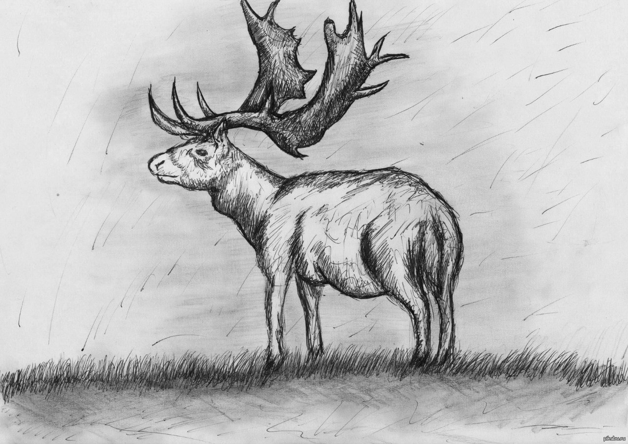 to draw a deer with a pencil, just draw