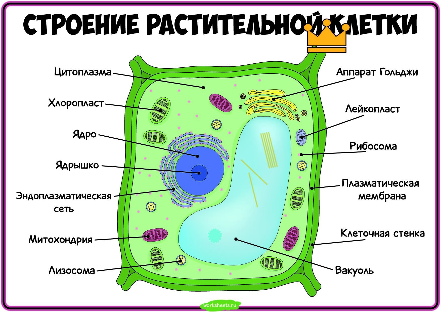 Цитология и ее методология, подготовка