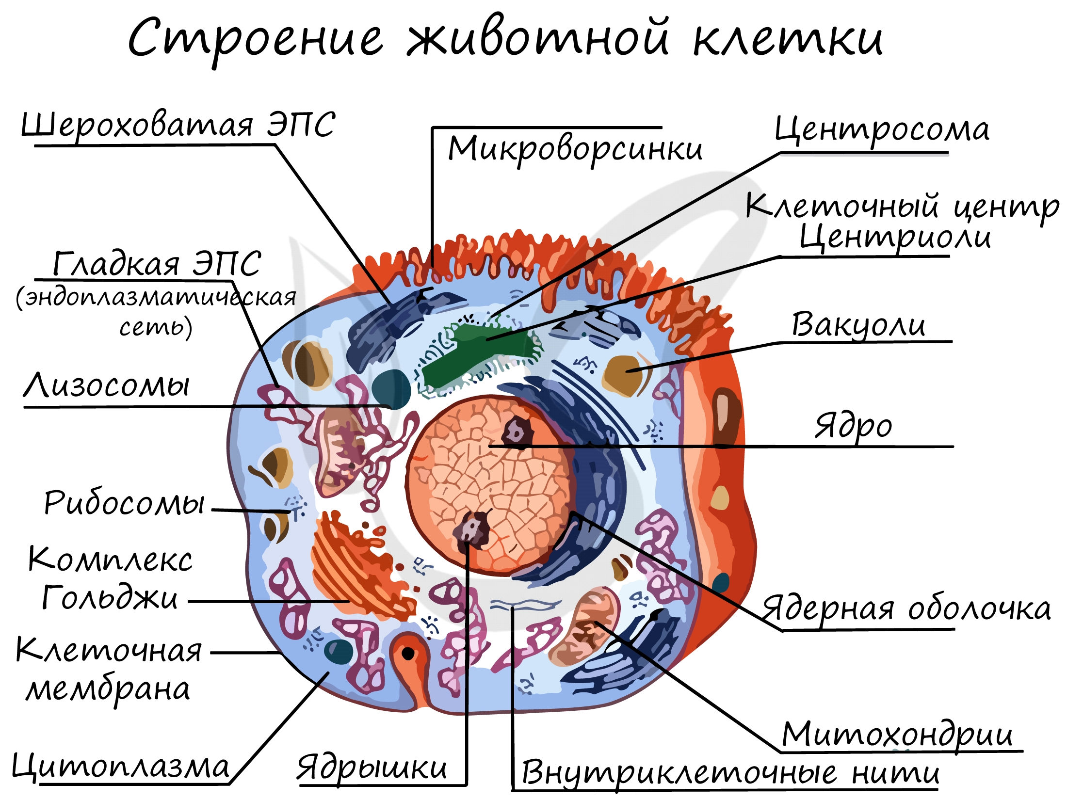 Раскраски клетка животного с подписями