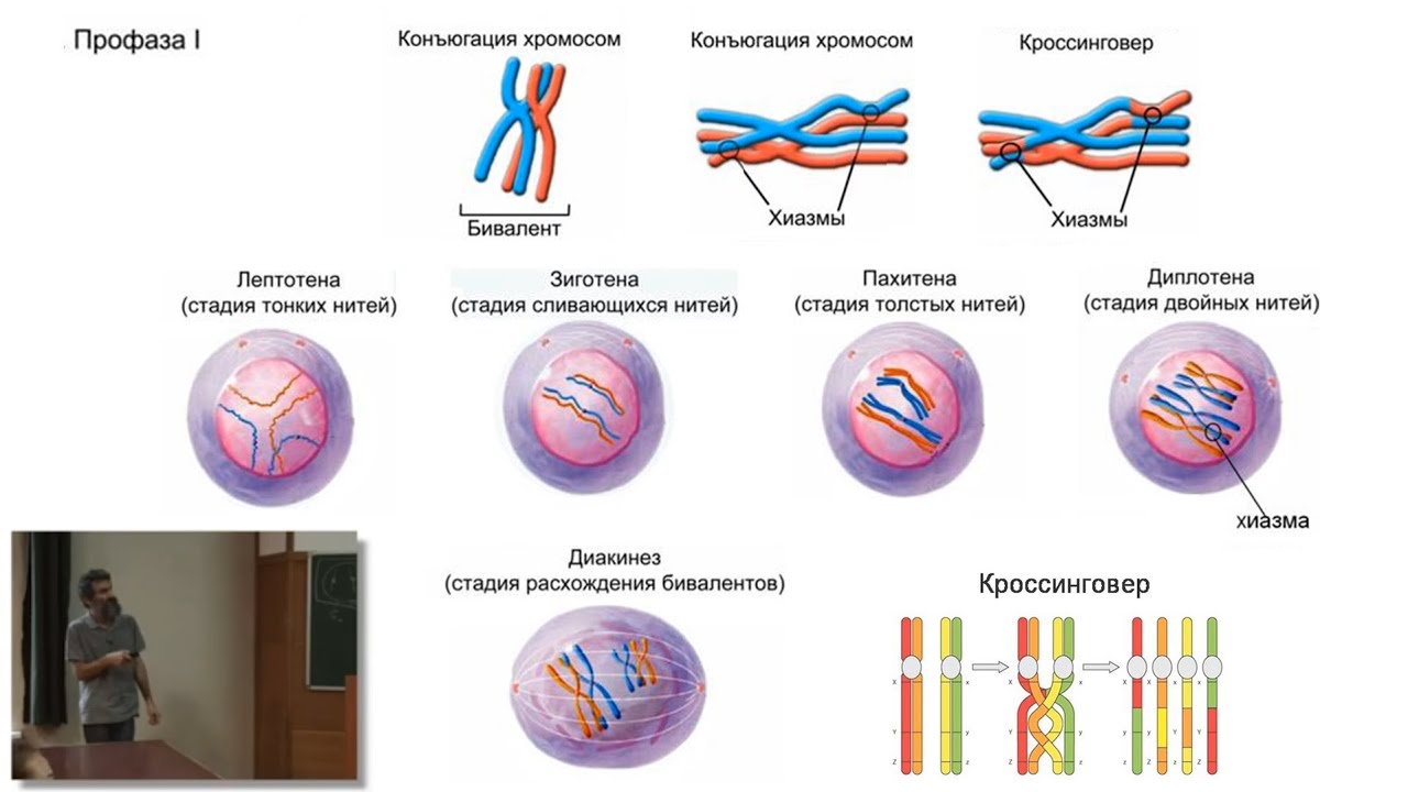 Это Митоз И Метафаза | 