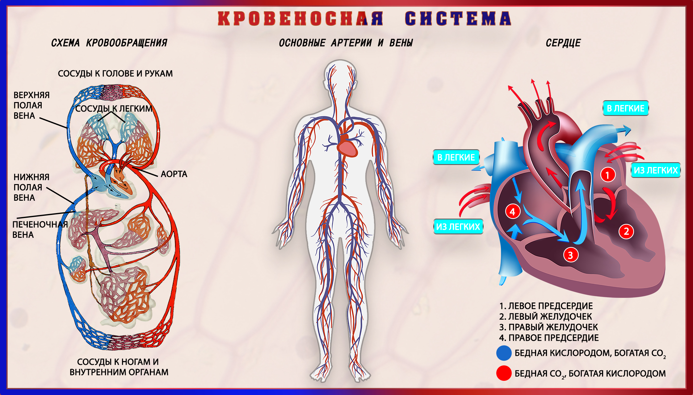 Атлас _ нормальной анатомии человека