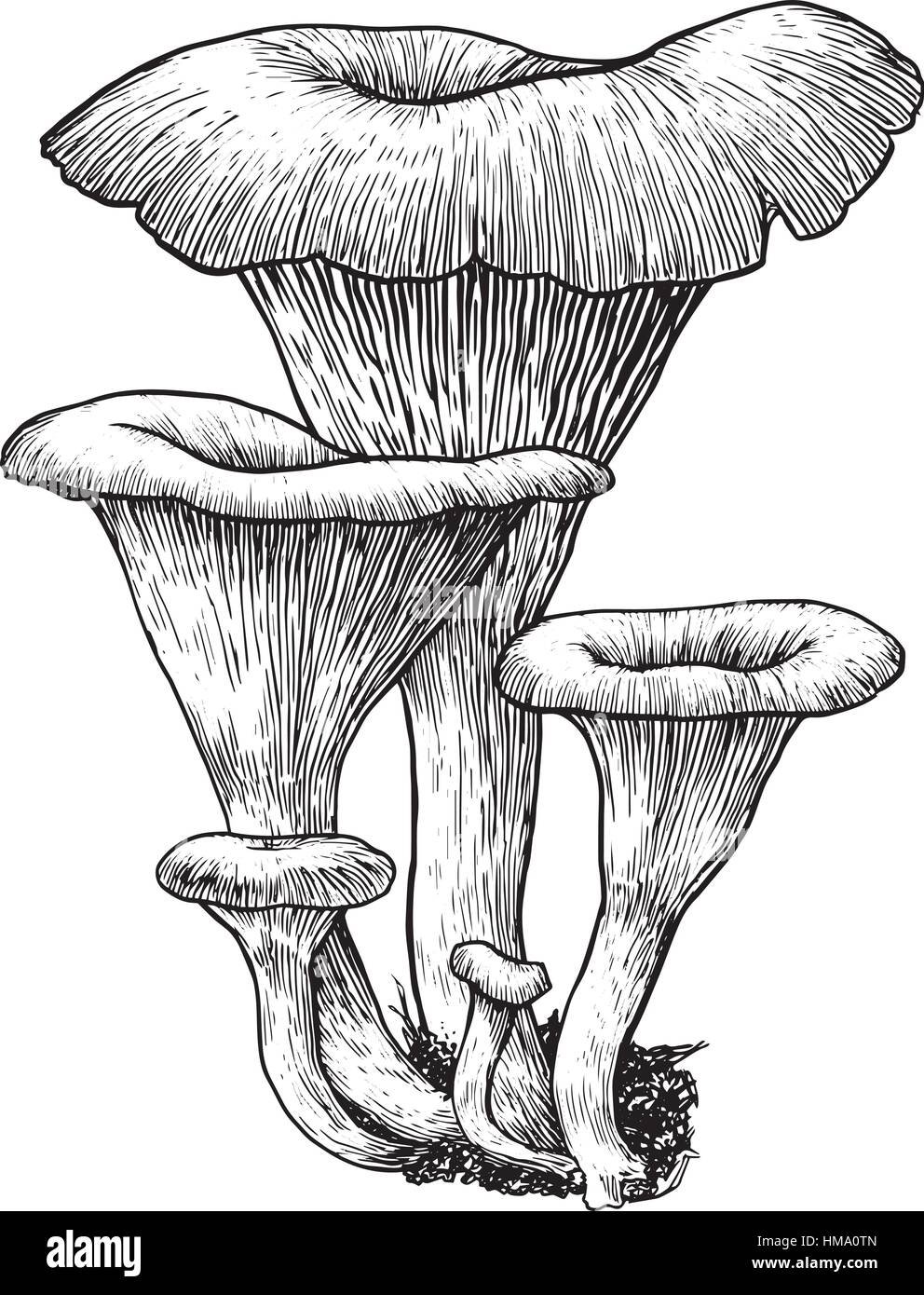 Drawings Mushrooms Russula // pencil