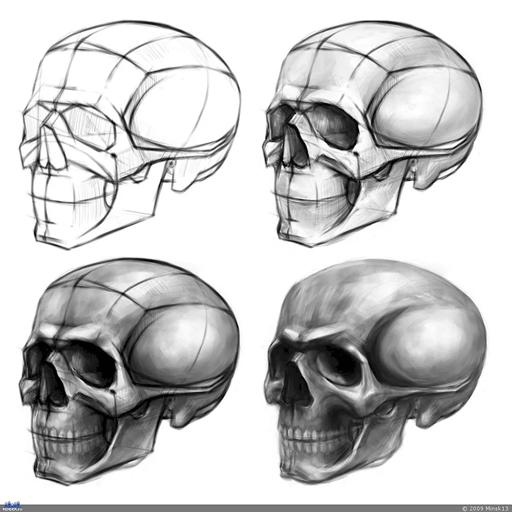 Рисование черепа | Artisthall
