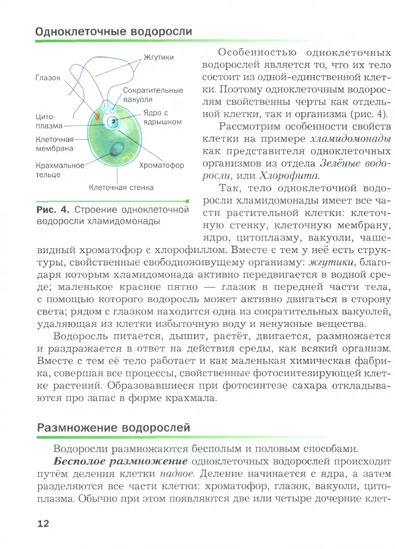 рисунок вектора хламыдомонас Иллюстрация вектора