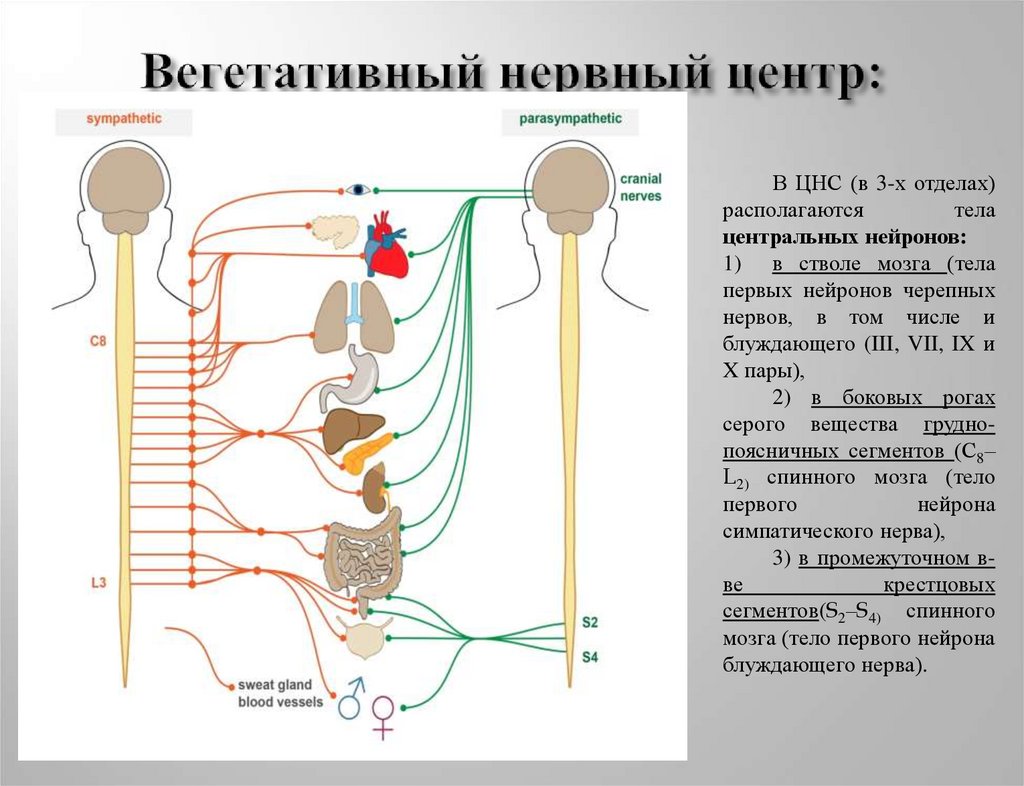 Нервная система человека