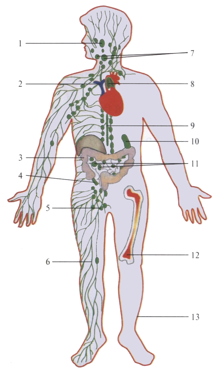 Бегущая анатомия человека PNG