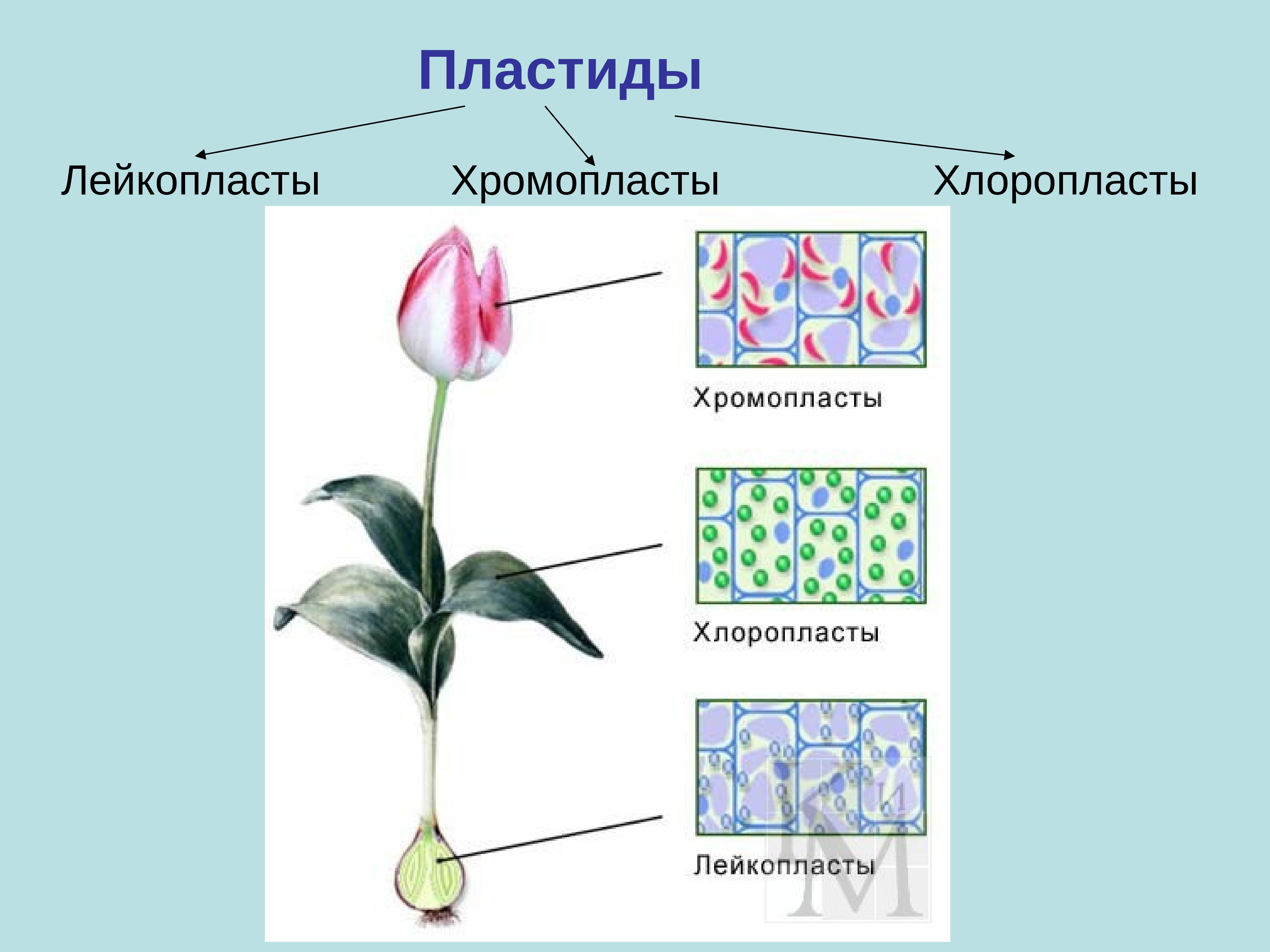 Книга Основы молекулярной биологии клетки. книги по