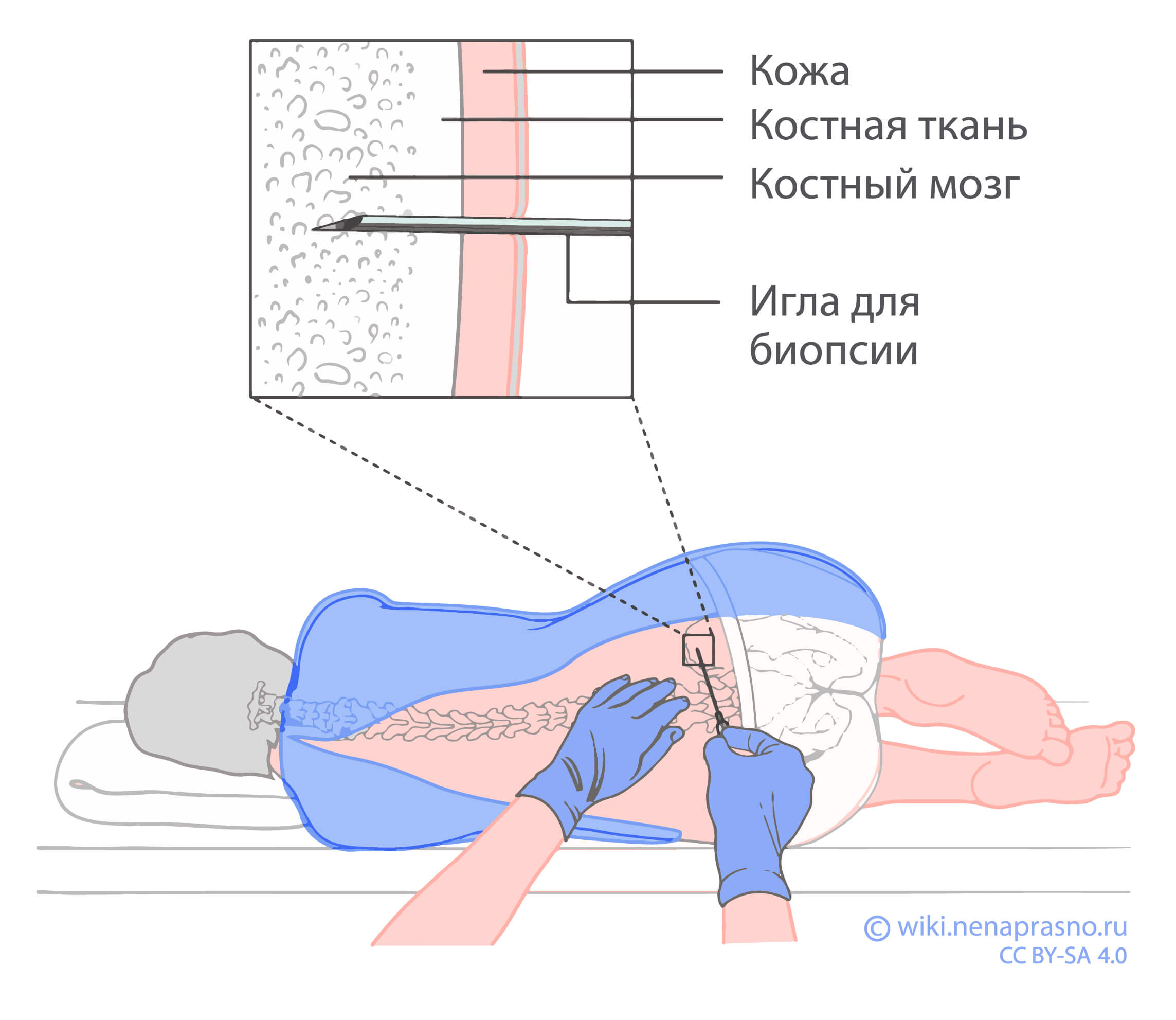 . Соединительная ткань со специальными свойствами. Клетки