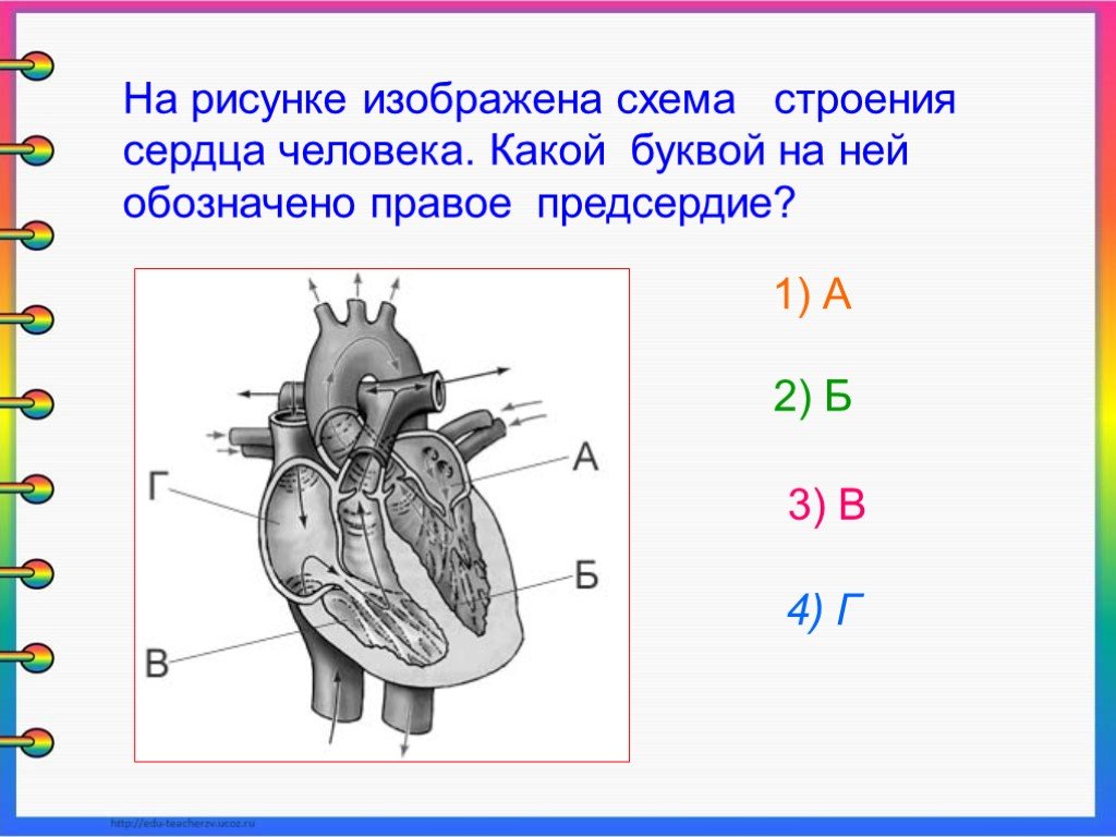 43. Особенности внутреннего строения птиц