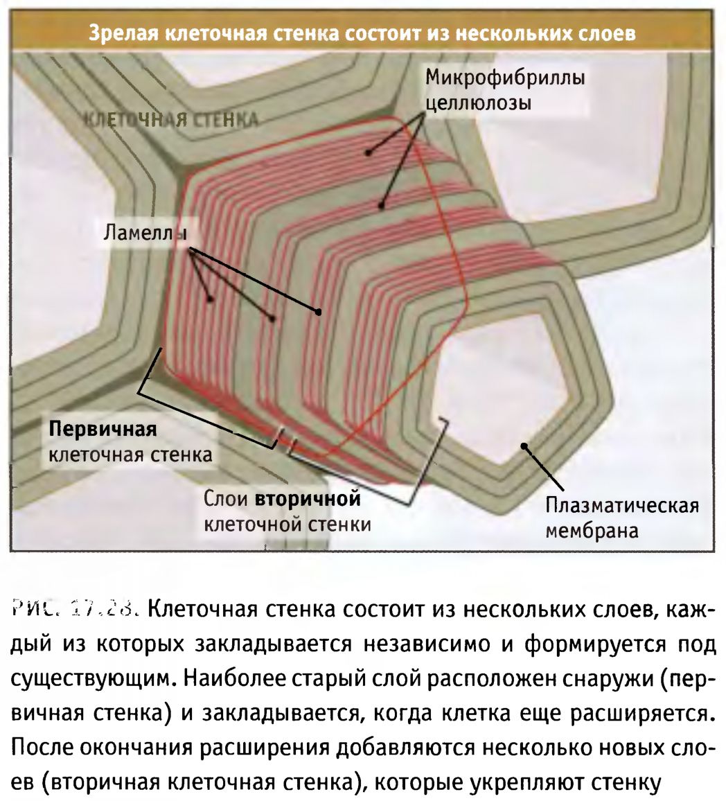 12. Строение паренхимной ткани плодов и