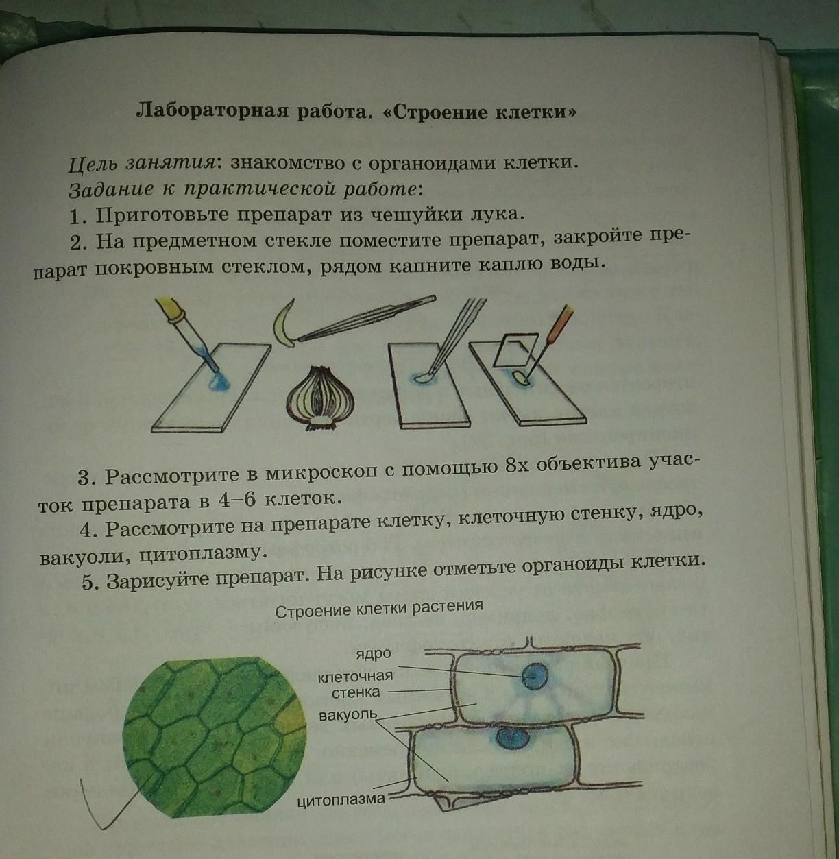 Идеи для срисовки растительная клетка