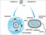 Прокариотические И Эукариотические Клетки стоковая