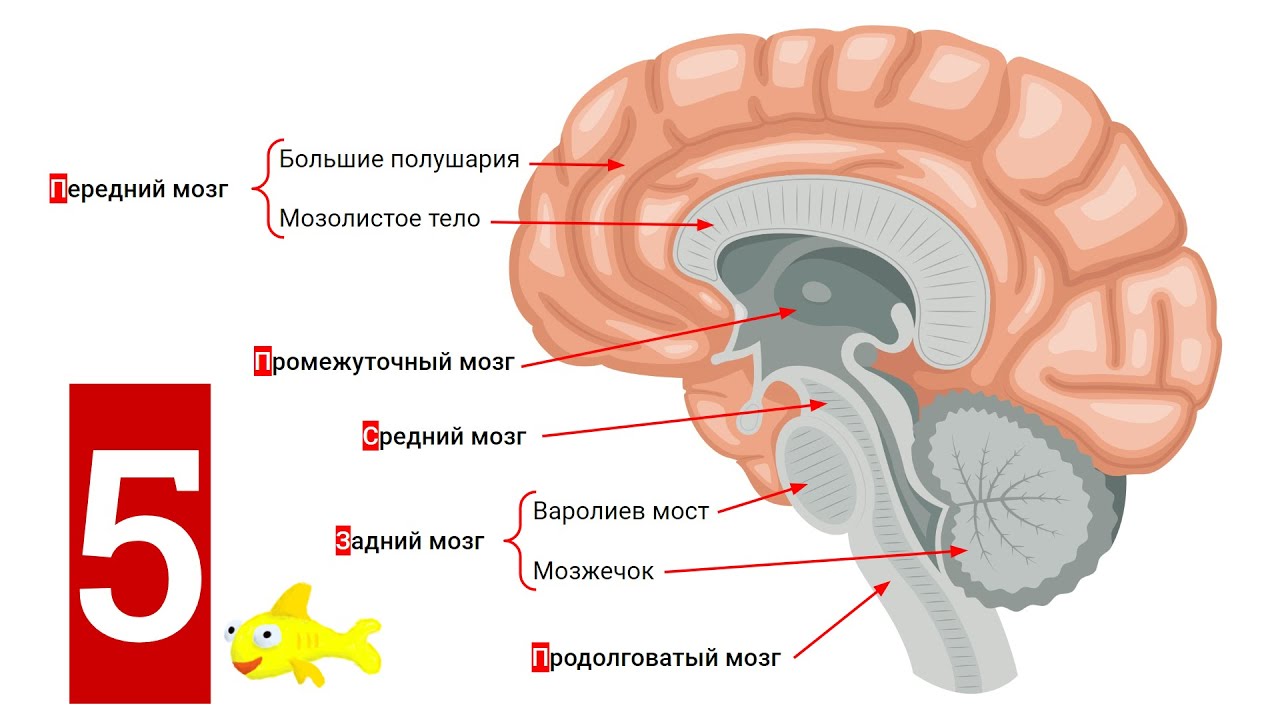 анатомический орган человеческий мозг