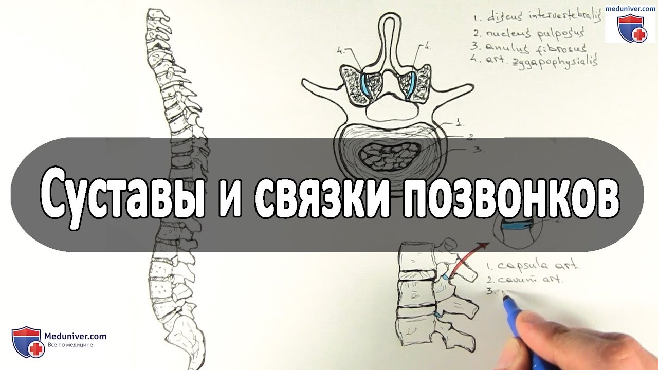 Шейные позвонки, vertebrae cervicales