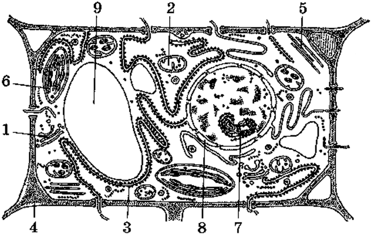 Органоиды клетки рисунок