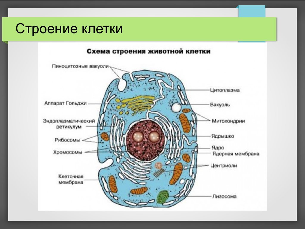 Строение животной клетки.