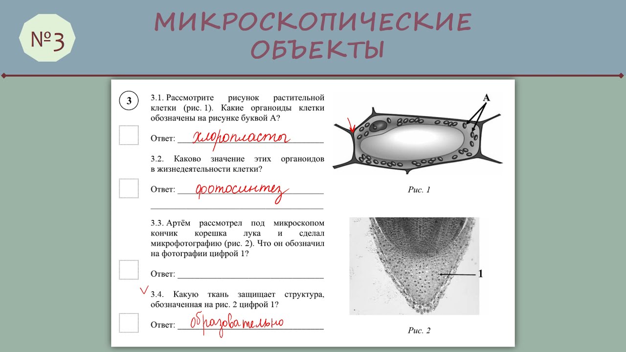 Строение растительной и животной клетки