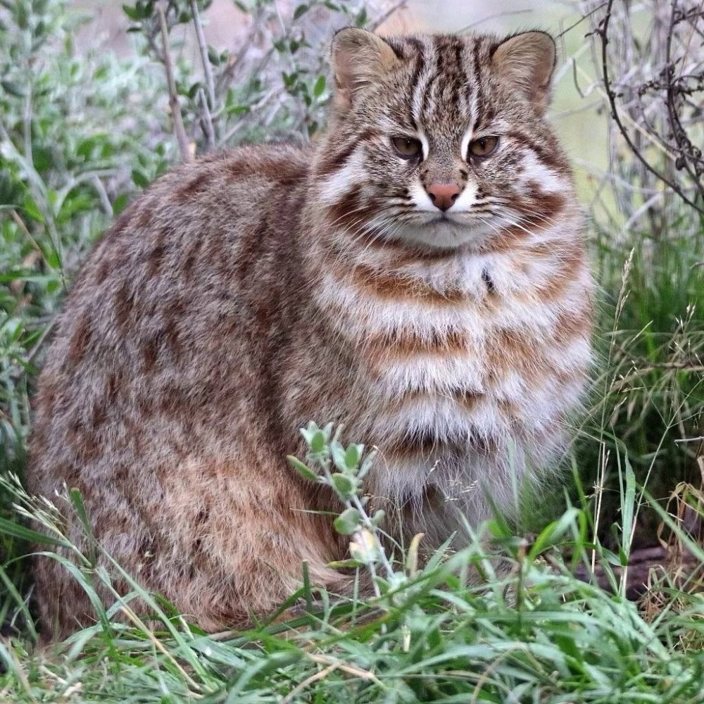 Дальневосточный лесной кот занесен