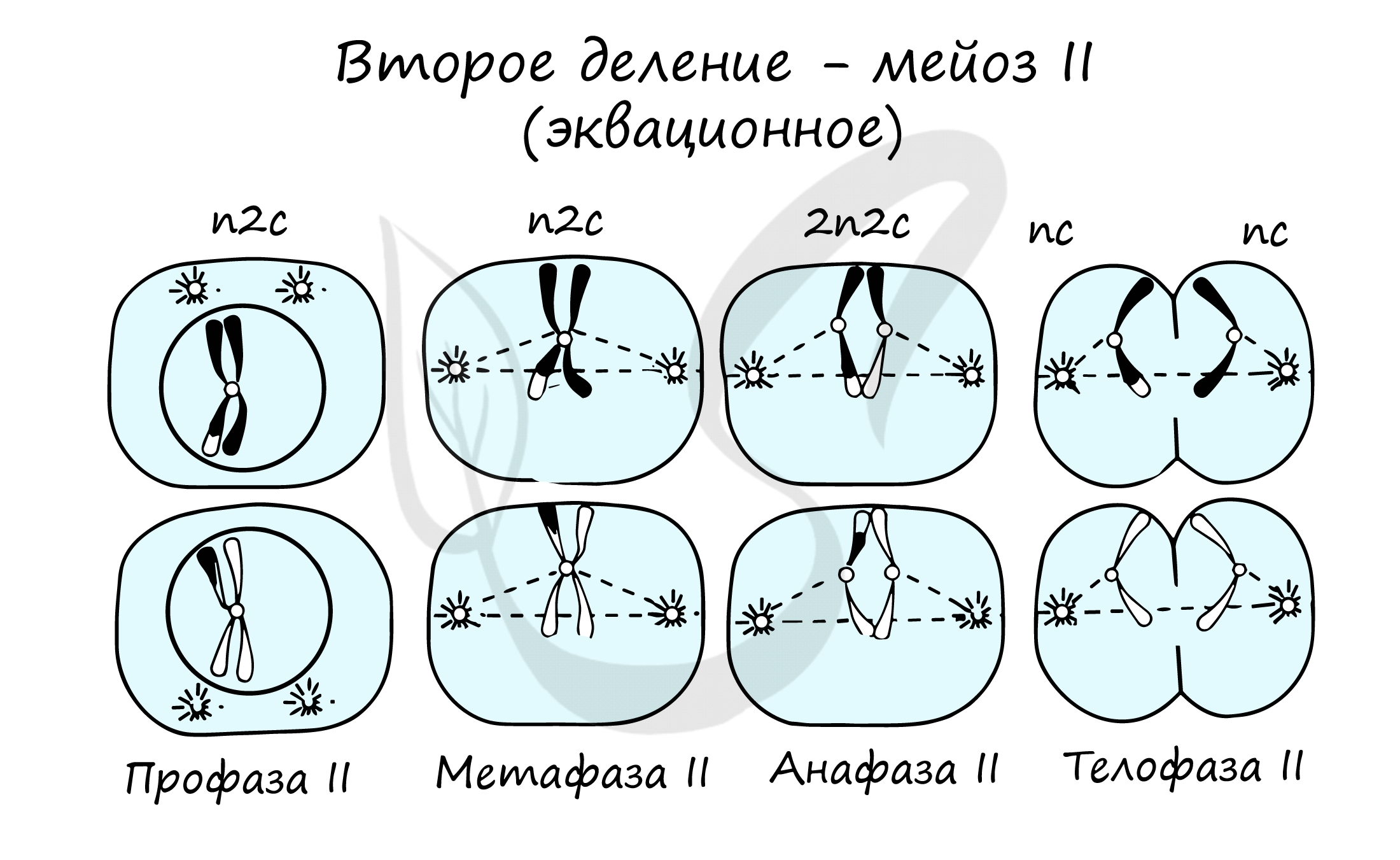 Митоз и мейоз