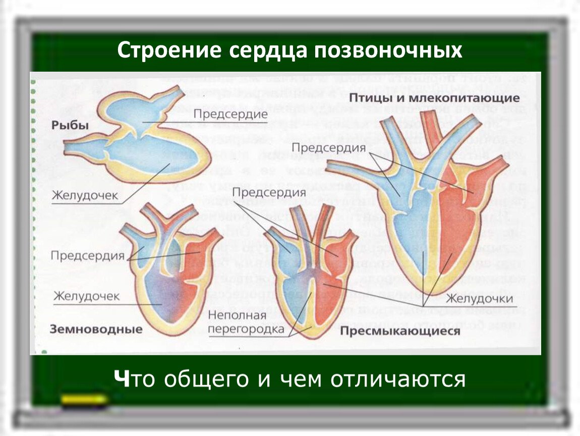 Анатомия. Большая практика