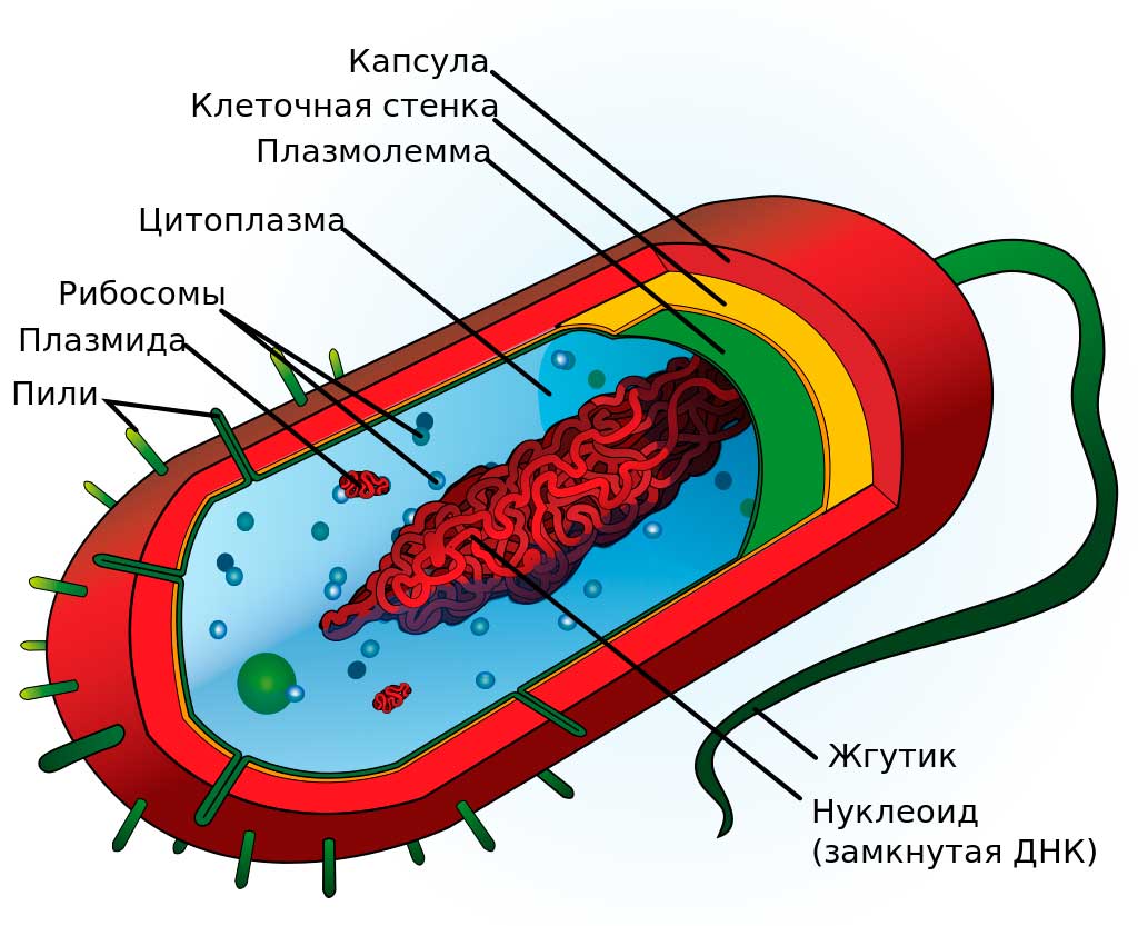 Рассмотрите рисунок Строение растительной и животной клеток