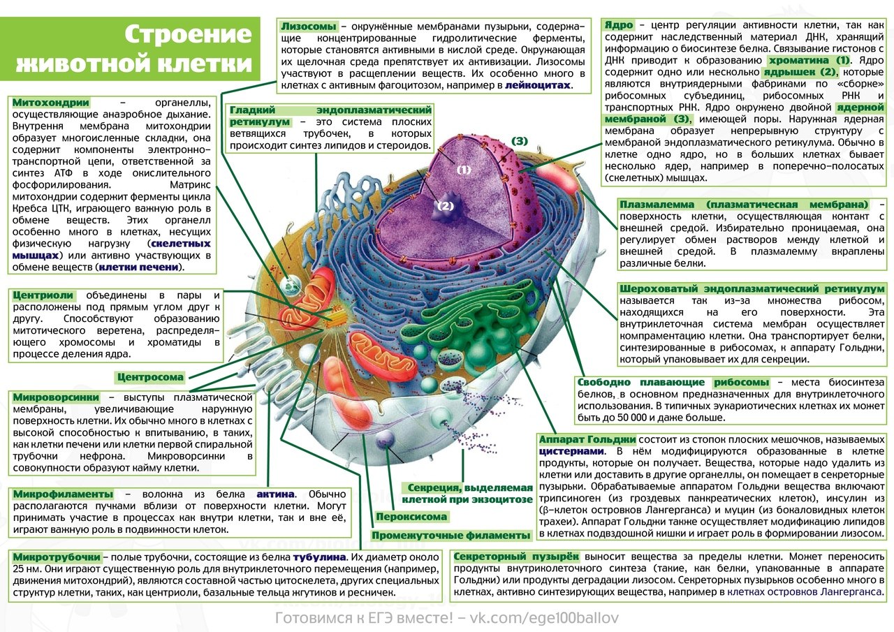 Сравнение клеток растений животных