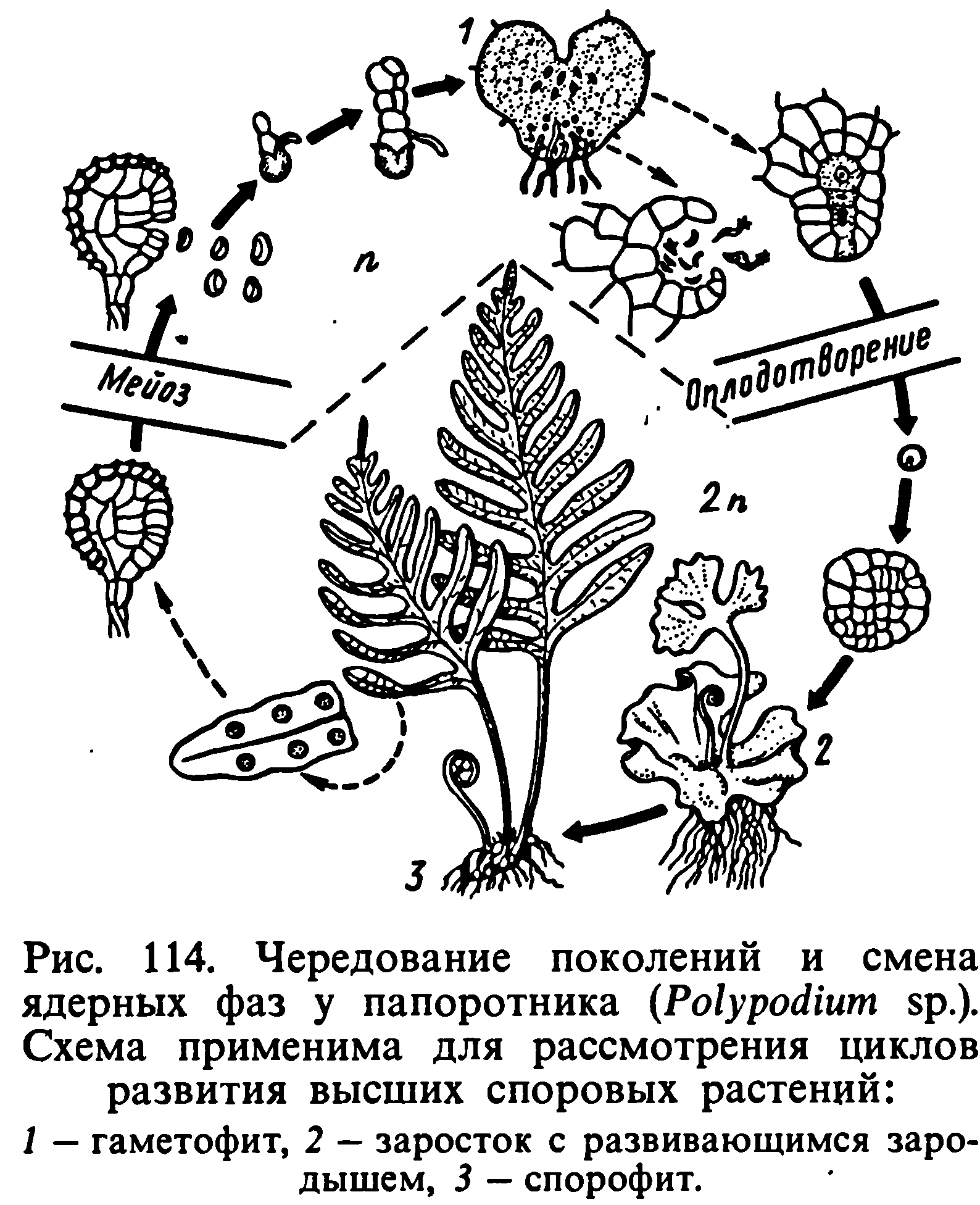 Подарки, сувениры/ Изделия из дерева 