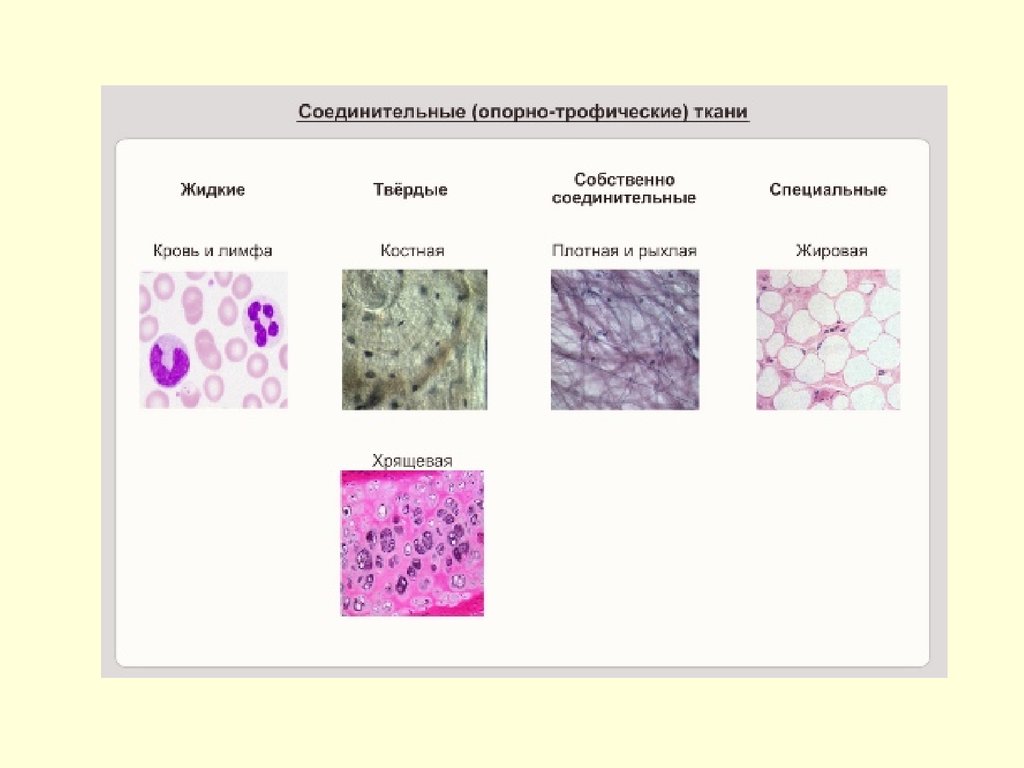 Собственно соединительная ткань
