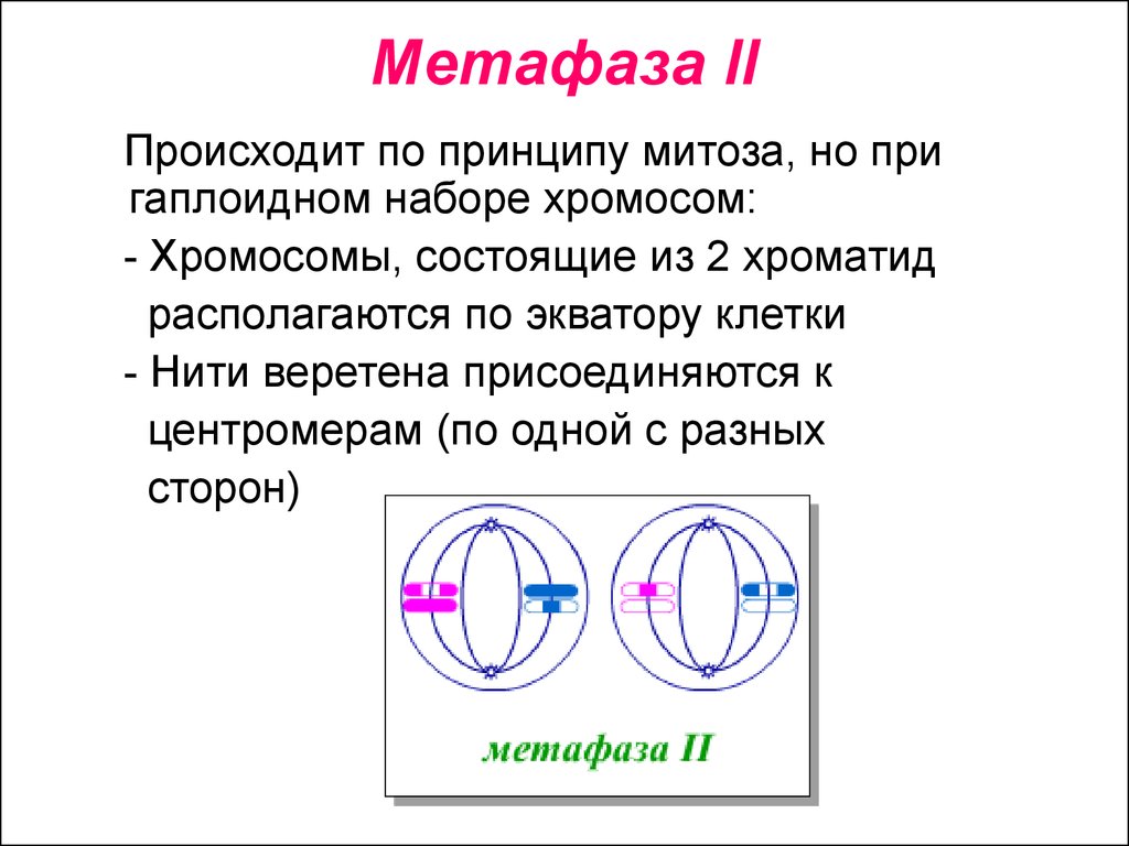 NeoFamily | Биология | ЕГЭ 2025