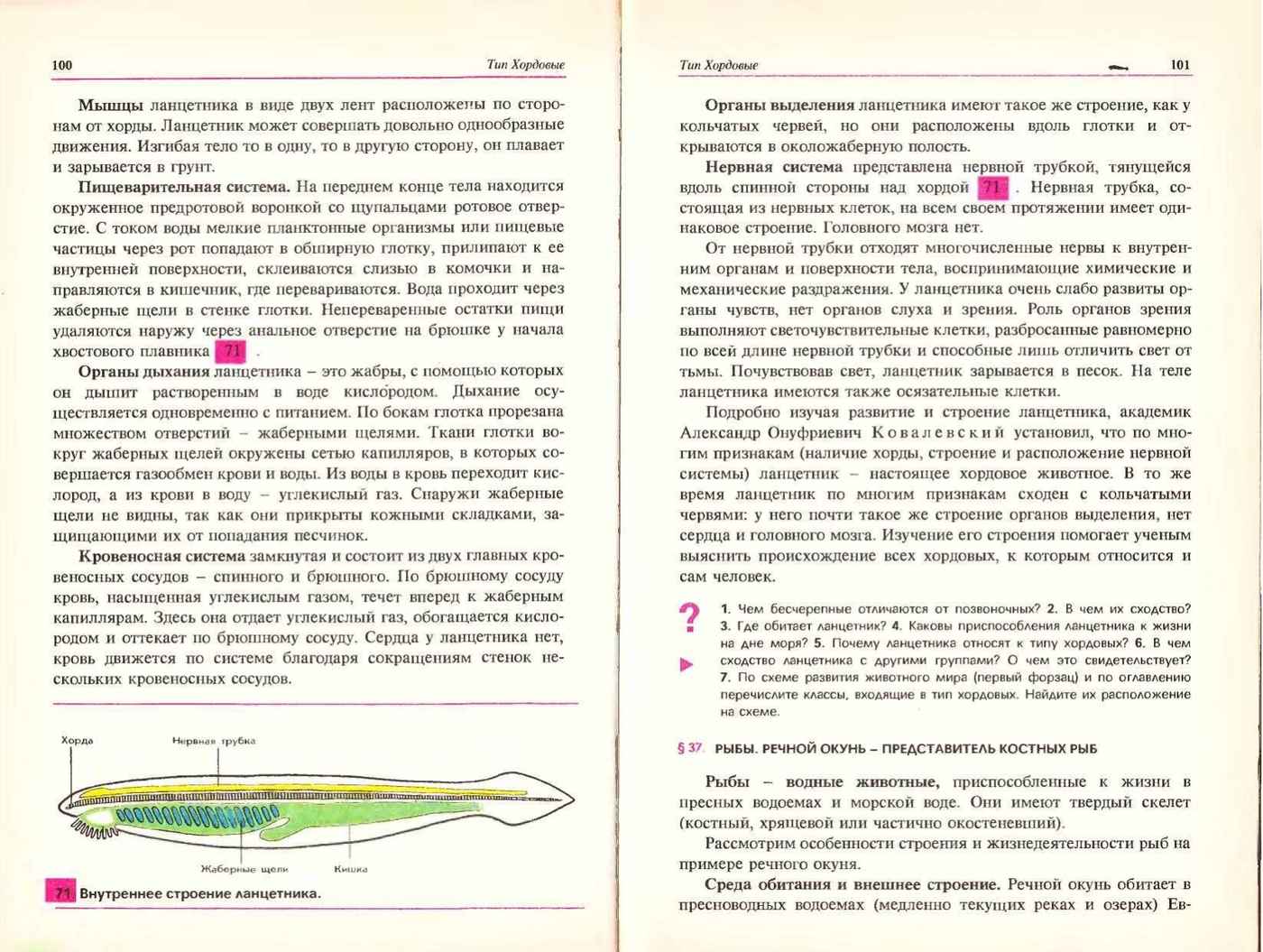 Пищеварительная система Ланцетника