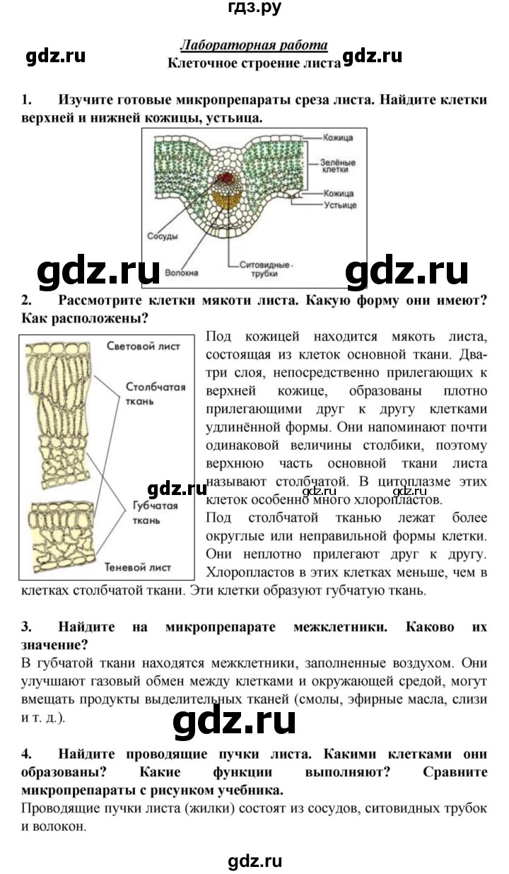 Растительная клетка и ее строение