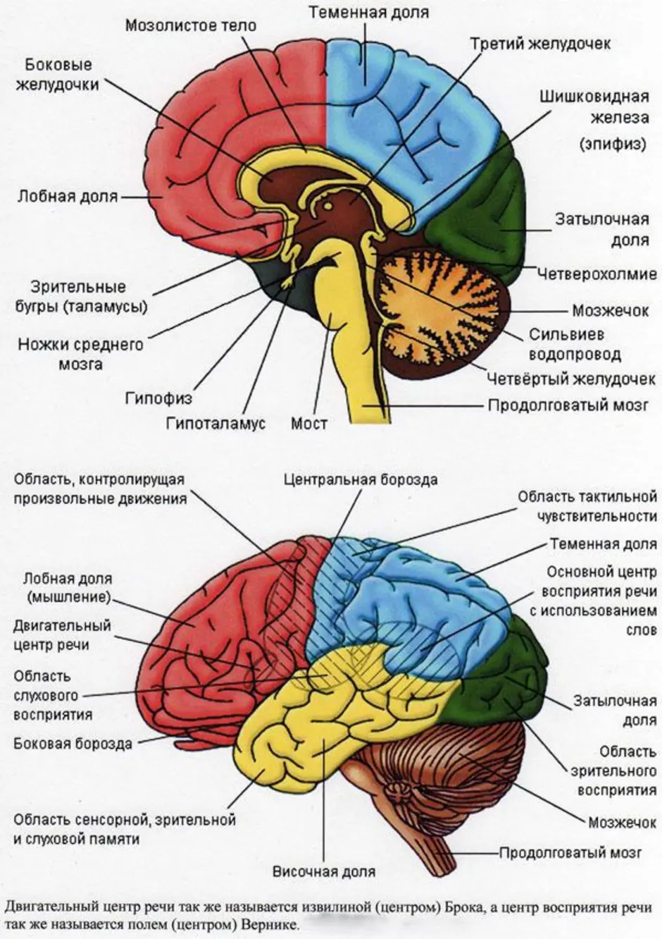 Билим булагы – Биология:Органы и системы органов человека