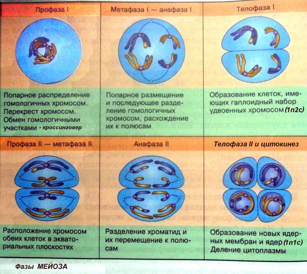 Задания части 2 ЕГЭ по теме «Мейоз