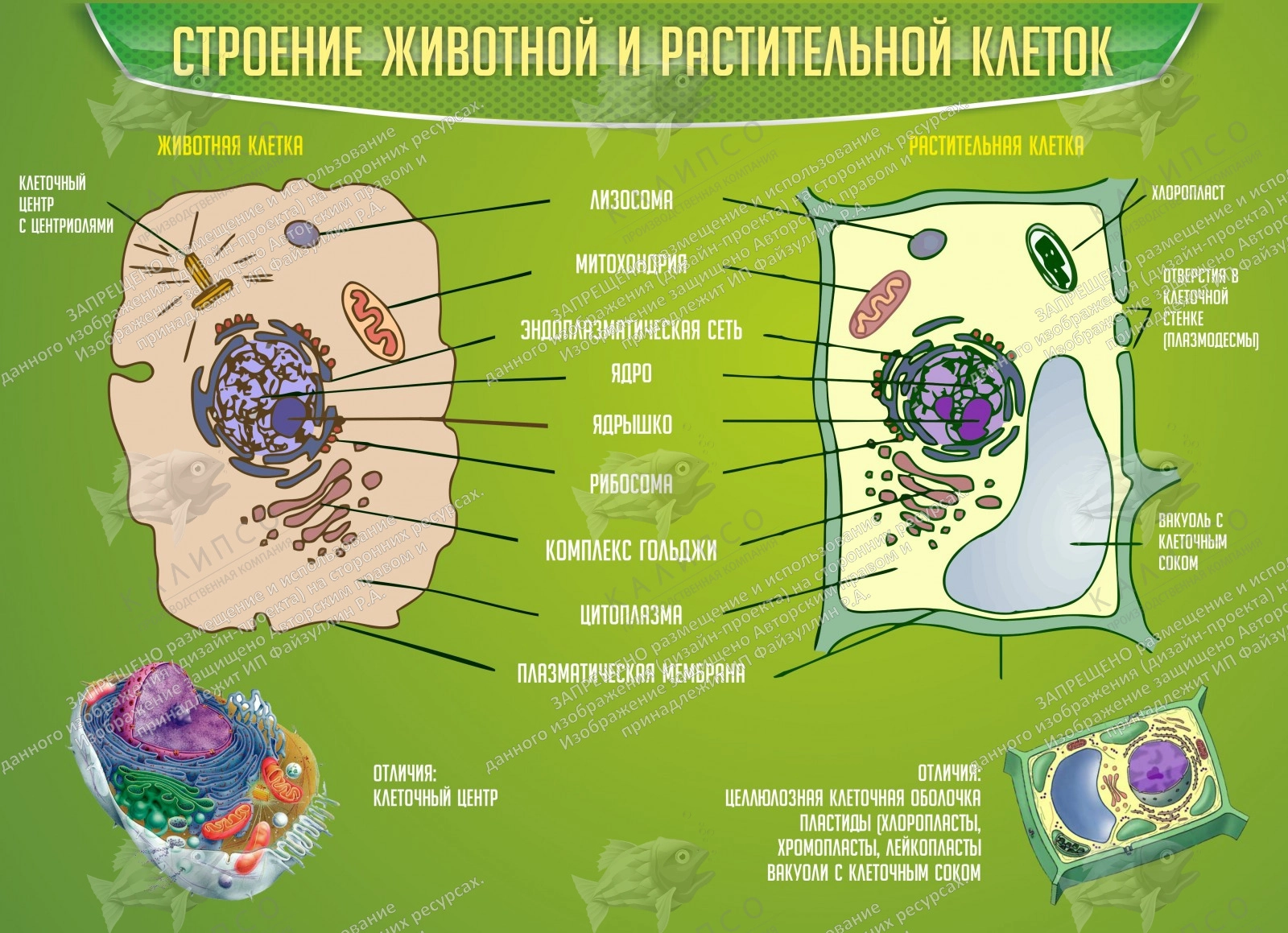 Анатомия клетка рисунок 