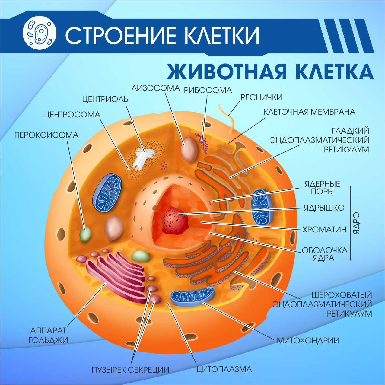 Органоиды клетки рисунки егэ биология