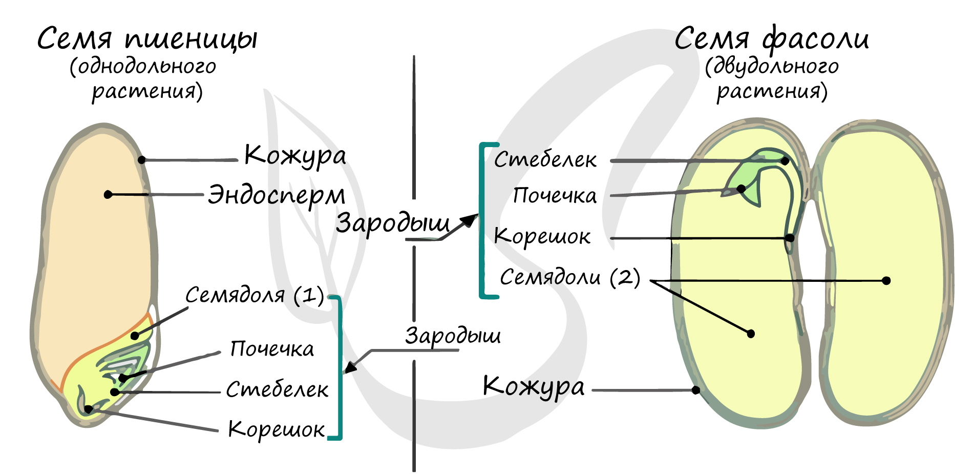 ГДЗ лабораторная работа 17 биология 6 класс тетрадь для