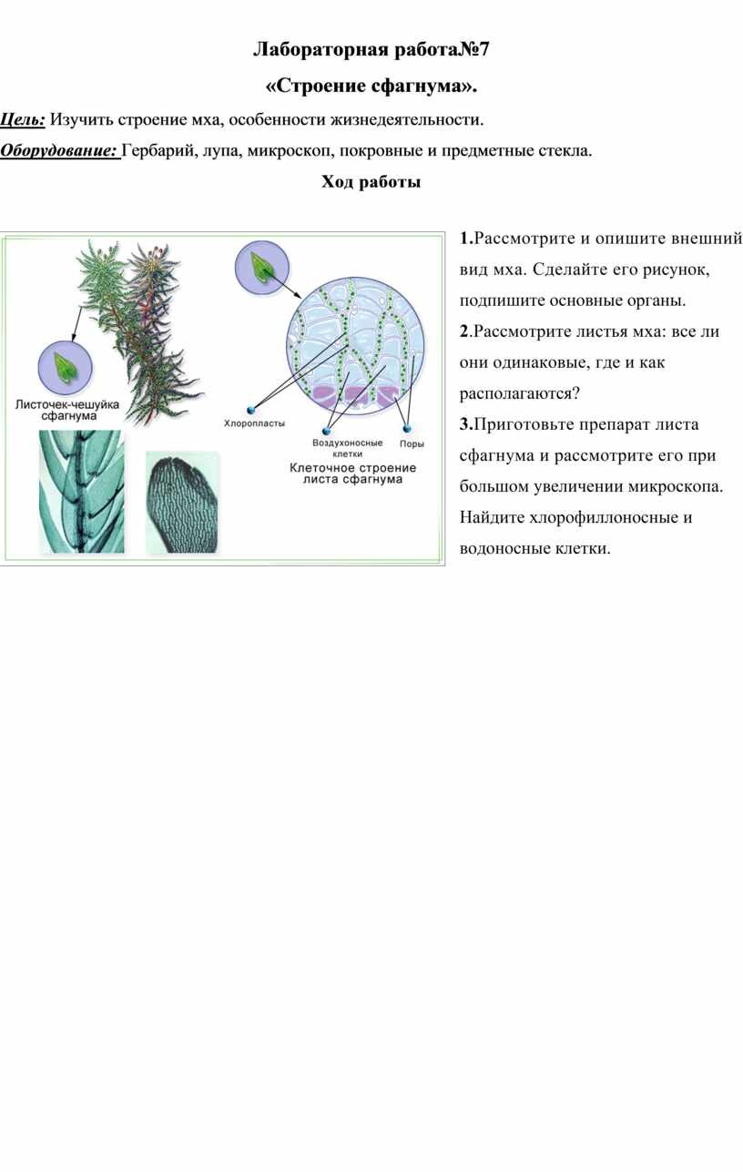 Идеи для срисовки сфагнум 