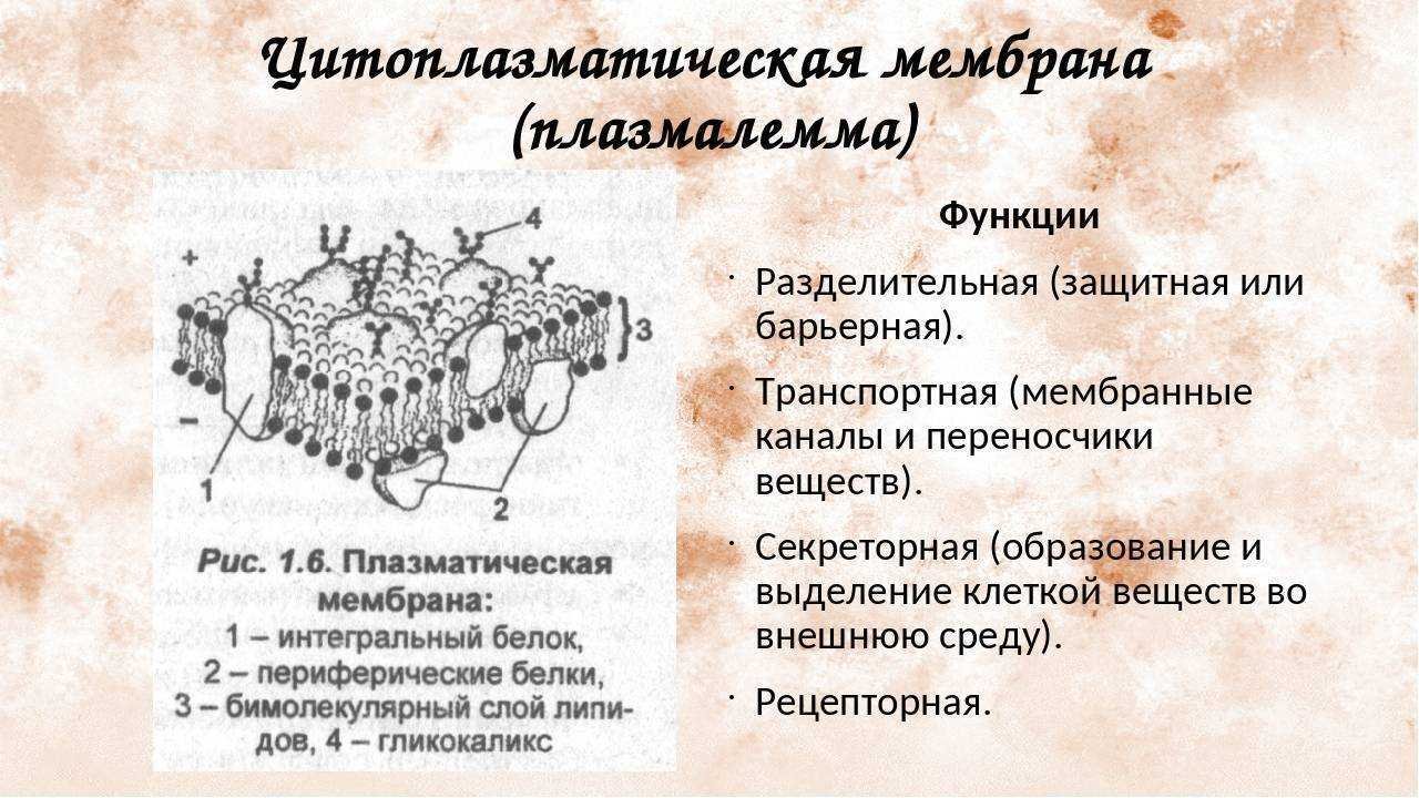 Строение эукариотической клетки