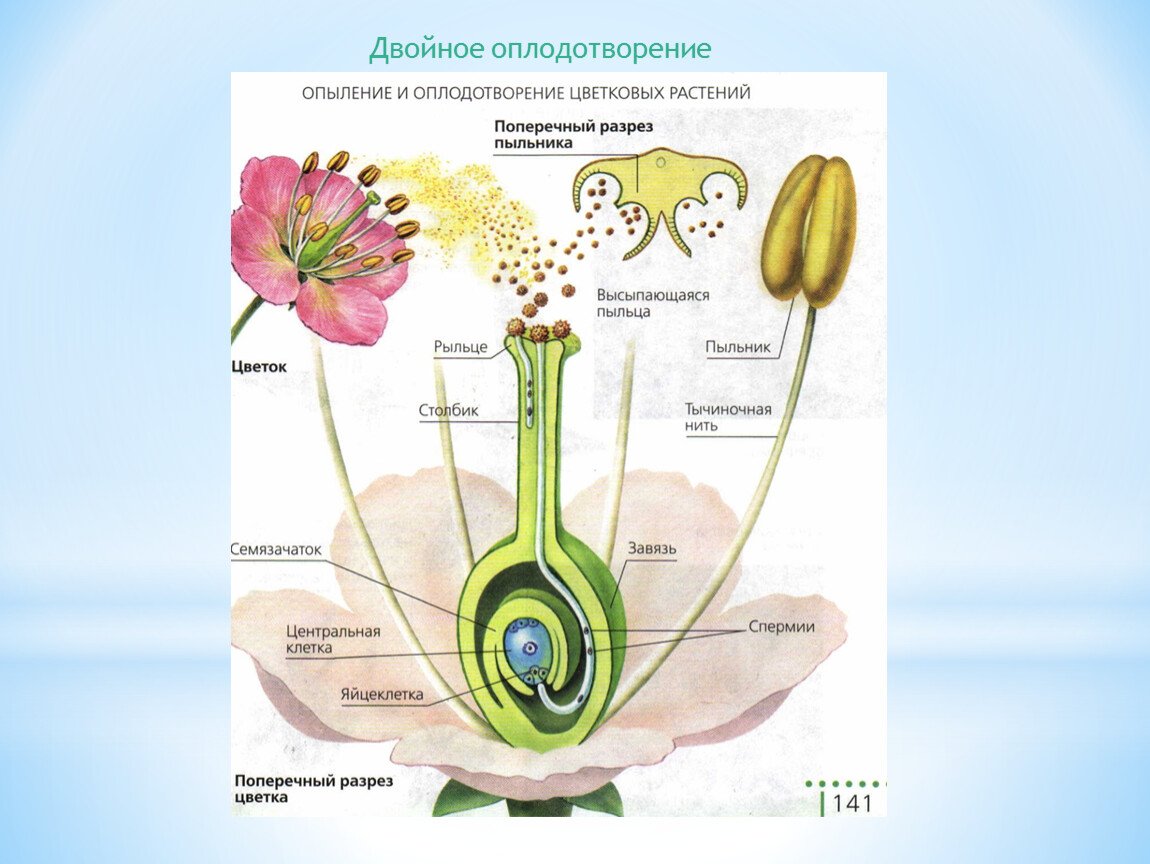 Фикус Бенджамина Фолиоле двойная спираль ДОСТАВКА