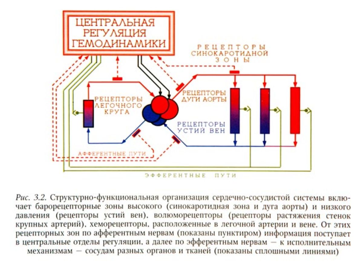 ФИЗИОЛОГИЯ НЕРВНОЙ СИСТЕМЫ