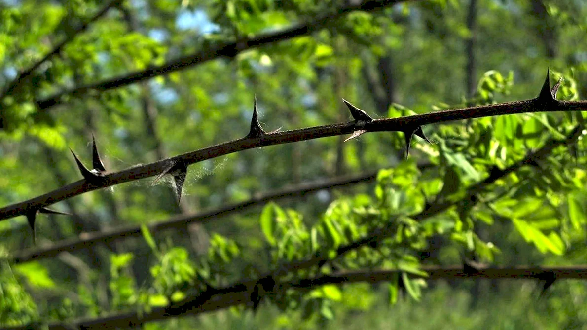 Ветка дерева рисунок