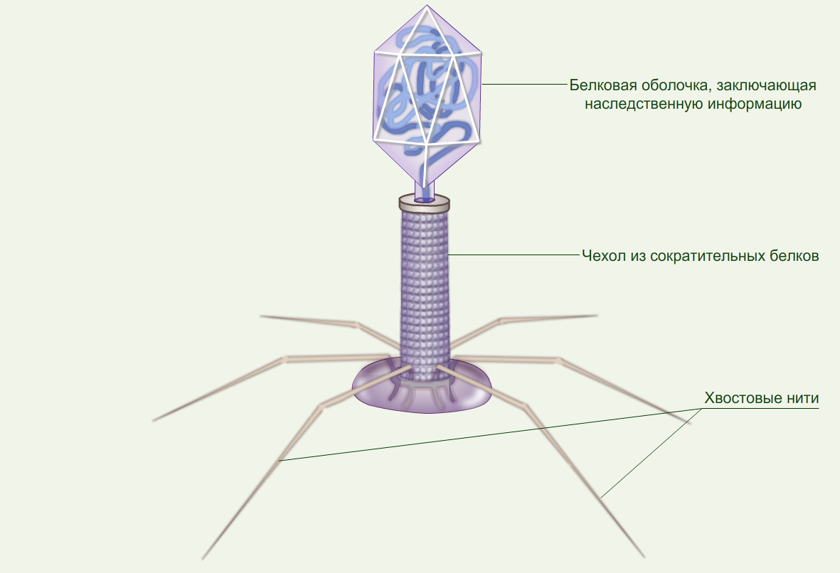 КОНСОРЦИУМЫ МИКРООРГАНИЗМОВ НА ОСНОВЕ