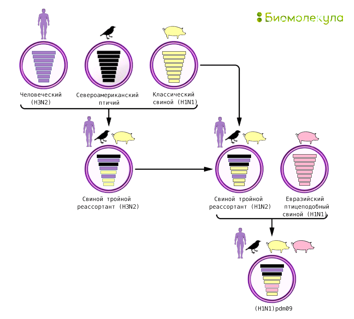 рисунок вирусная энцефалопатия PNG , морской рисунок, вирус