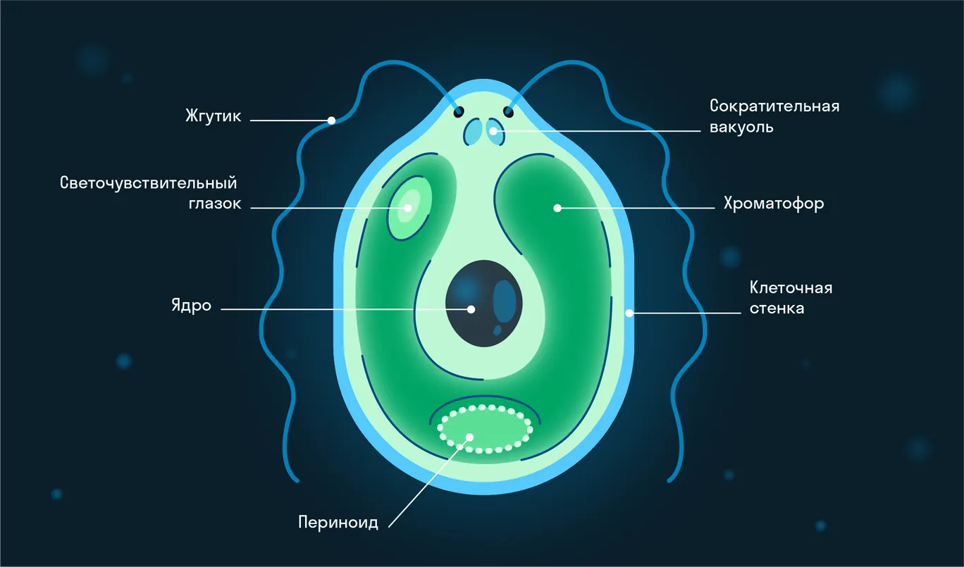 ГДЗ §10. Ткани / Задания 1 биология 5 класс Бактерии, грибы